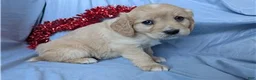 Mixed Breed dogs for sale: Ginger - Ad 9