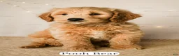 Goldendoodle dogs for sale: Pooh Bear - Ad 14
