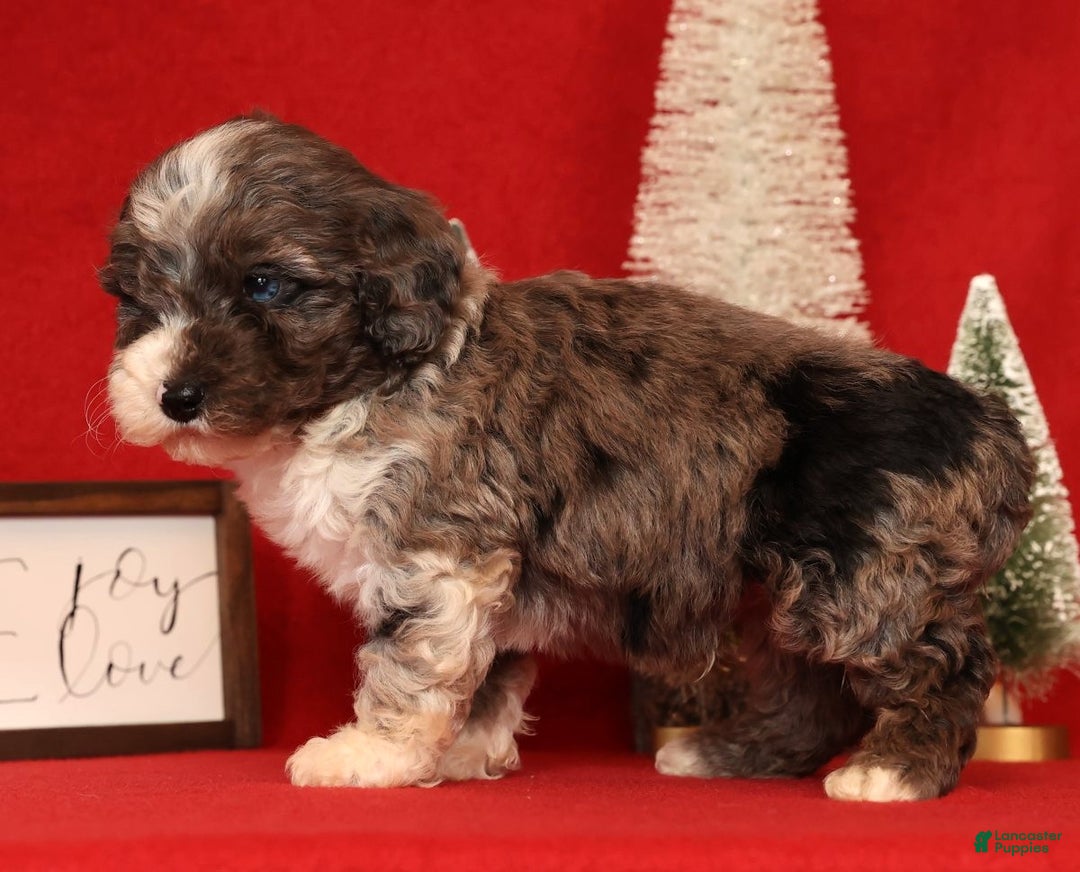 Miniature Poodle dogs for sale: Mason - Ad 5