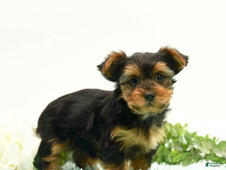 Yorkshire Terrier dogs - Ad 32