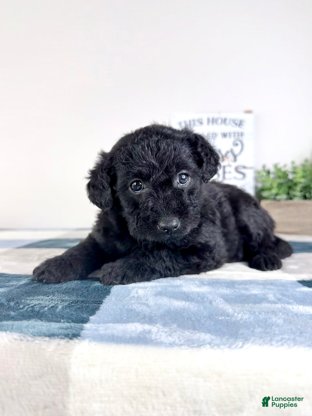 Mixed Breed dogs for sale: Allison - Ad 4