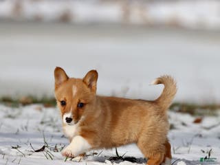 Welsh Corgi Pembroke dogs Cowgirl - Ad 17