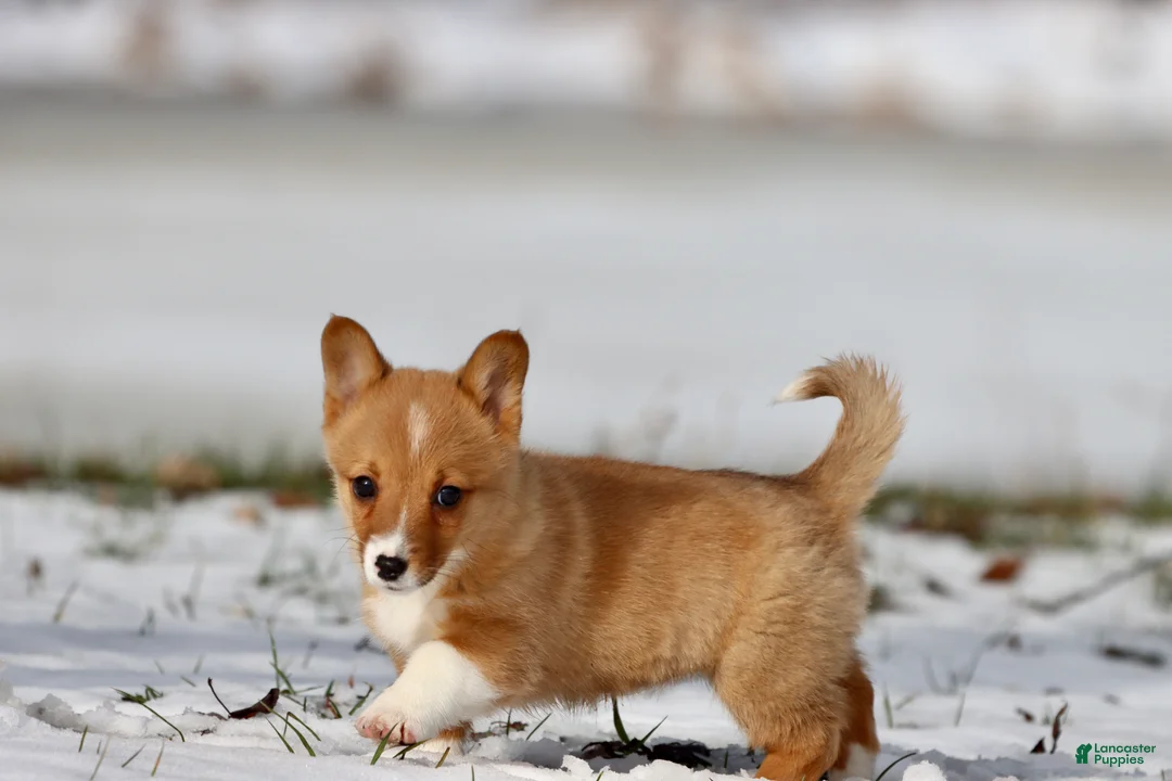 Welsh Corgi Pembroke dogs for sale: Cowgirl - Ad 1