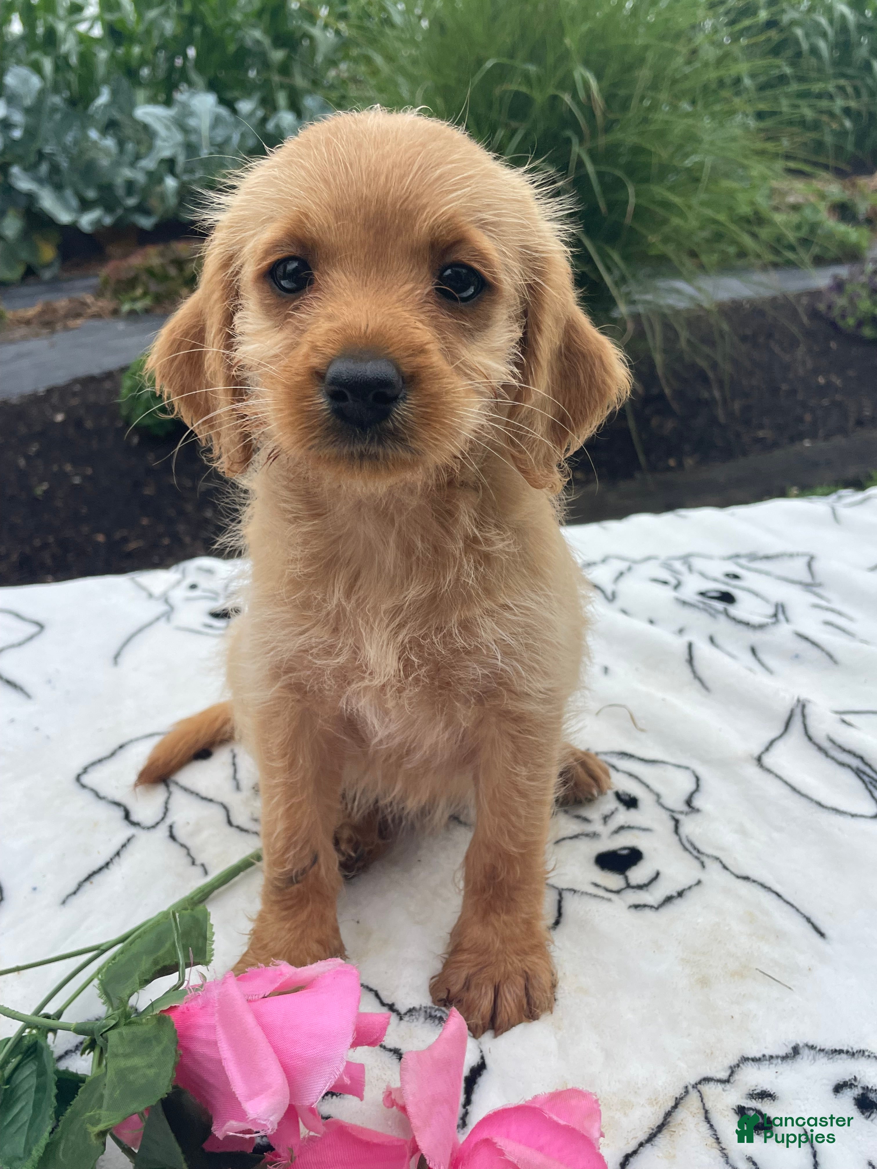 Labradoodle dogs Luna - Ad 40