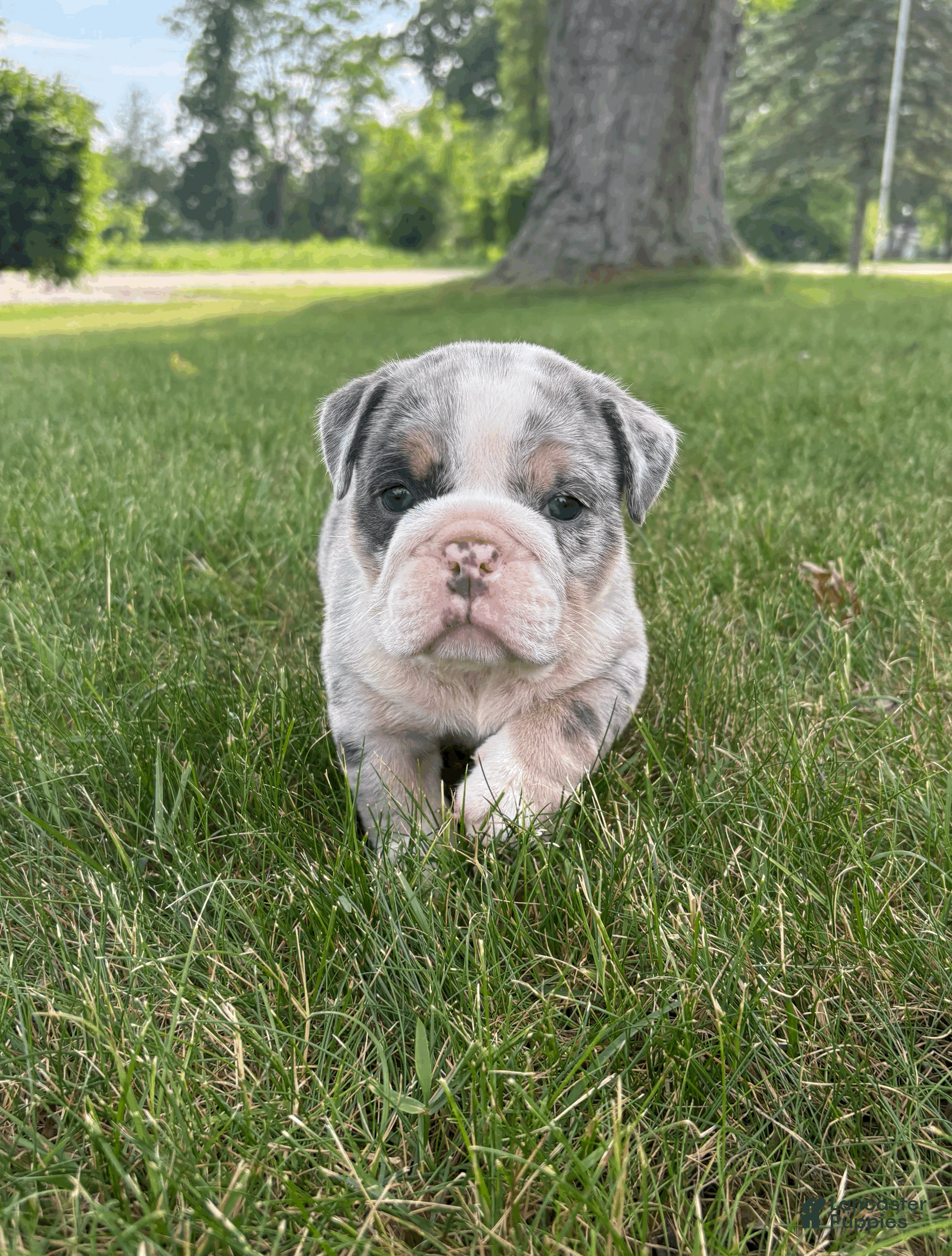 Mixed Breed dogs Max - Ad 1