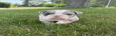 Max