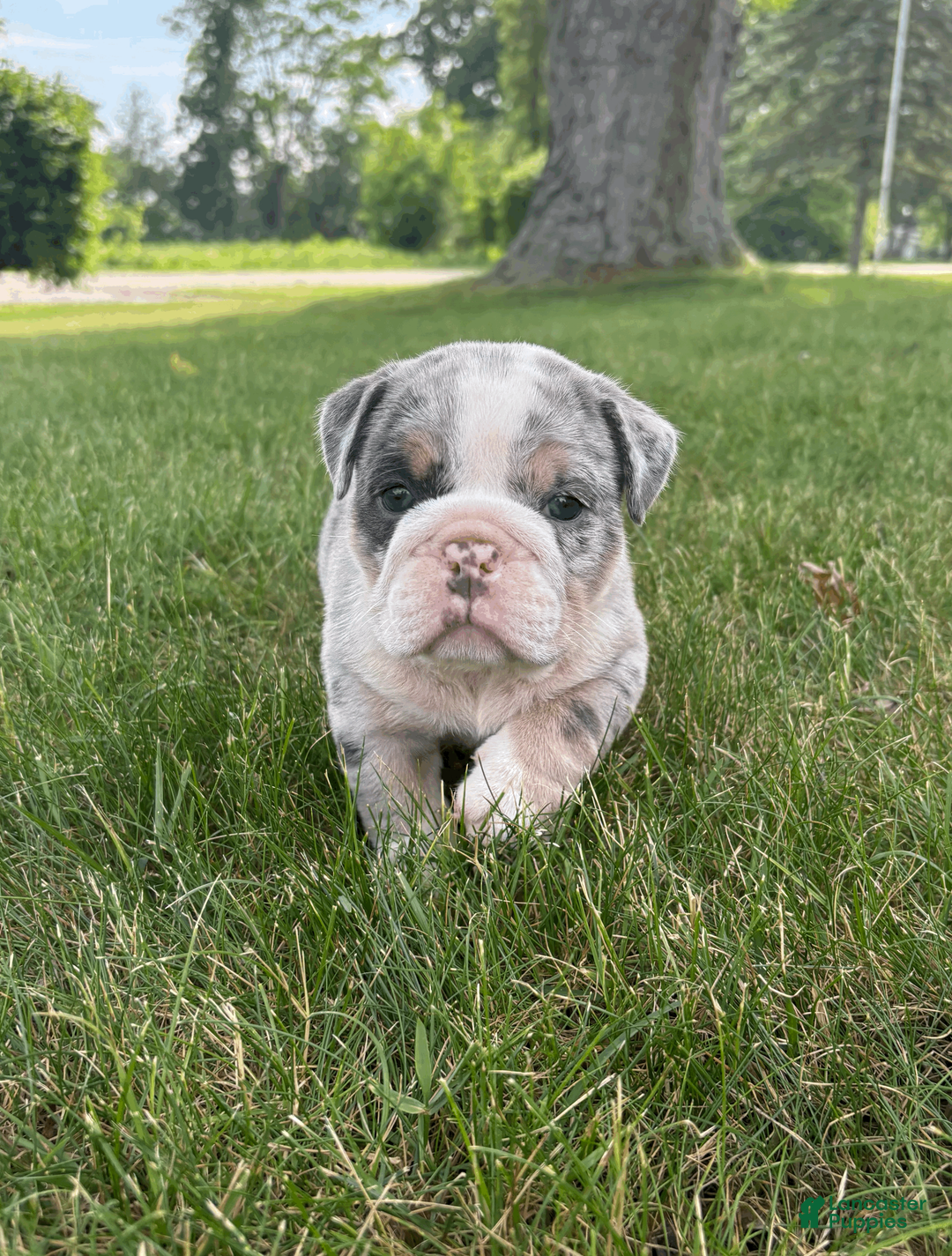 Mixed Breed dogs for sale: Max - Ad 1