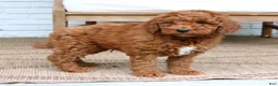 Mini Goldendoodle dogs for sale: Henry  - Ad 4