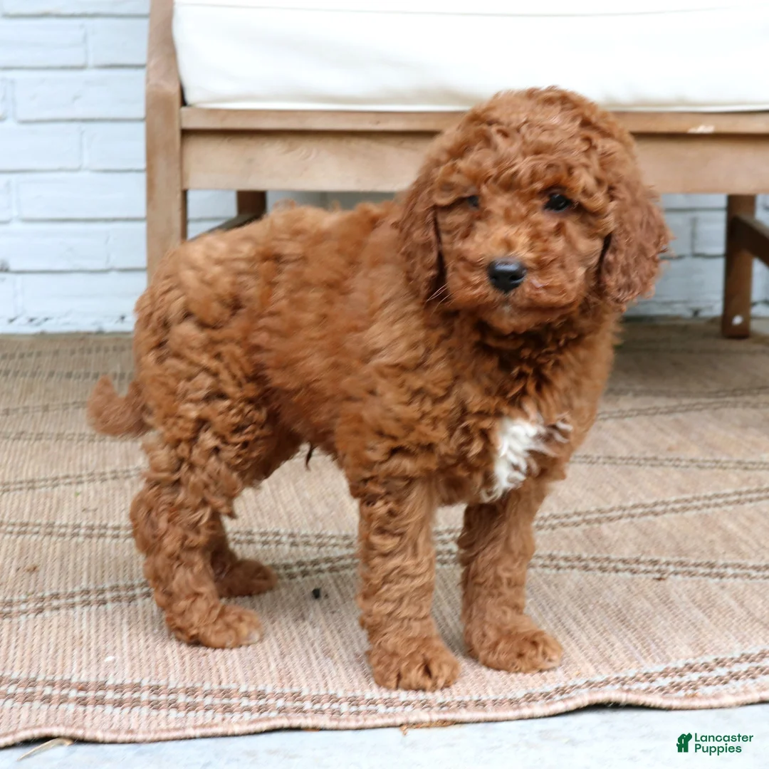 Mini Goldendoodle dogs for sale: Henry  - Ad 4