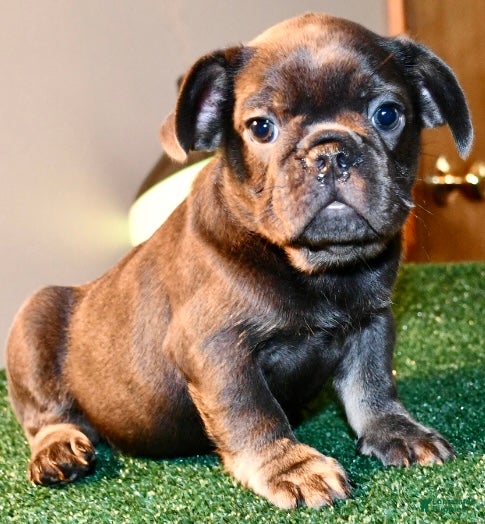 French Bulldog dogs French Bulldog 2 - Ad 2