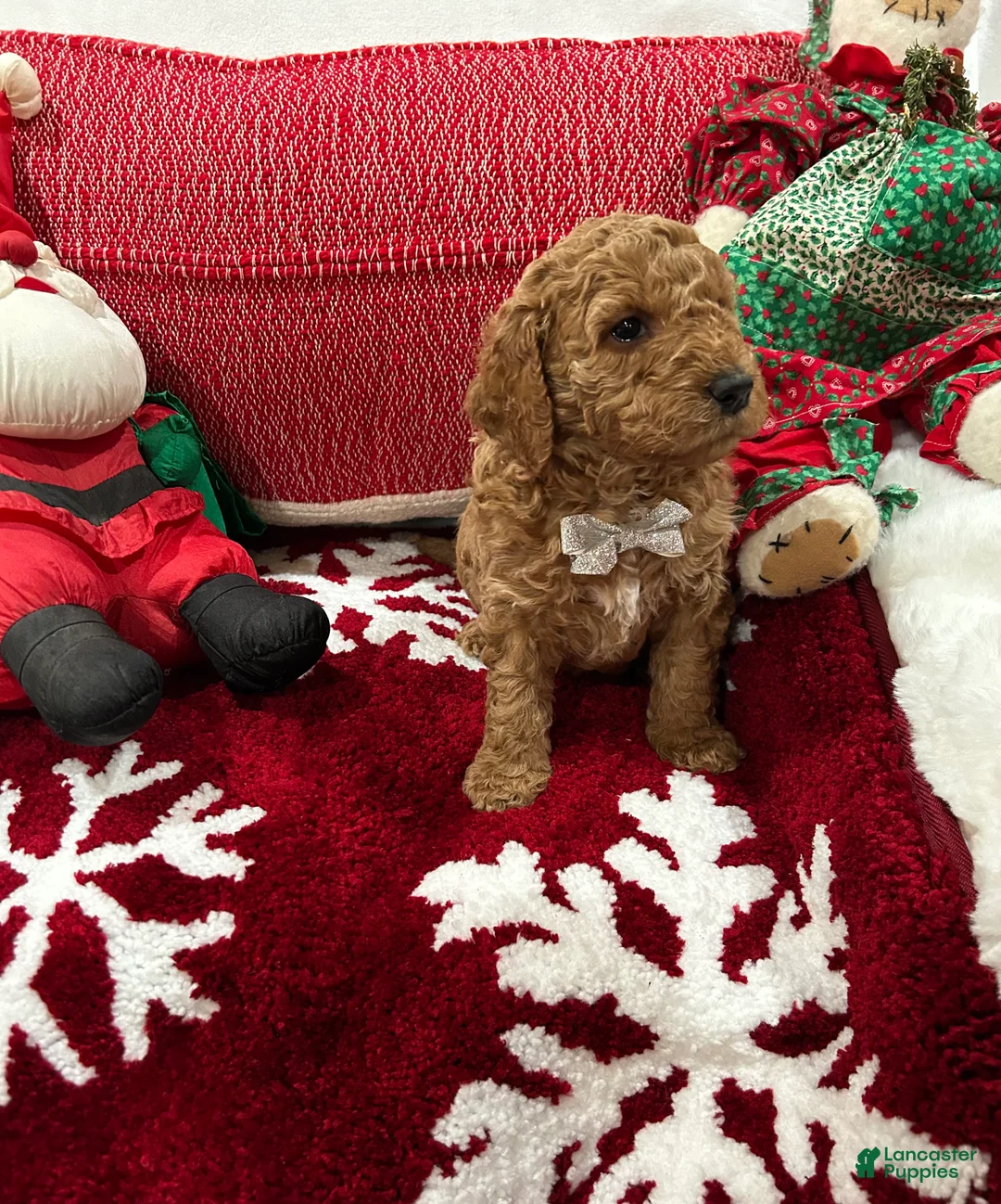 Mini Goldendoodle dogs for sale: Mini Goldendoodle Jim Dandy - Ad 2