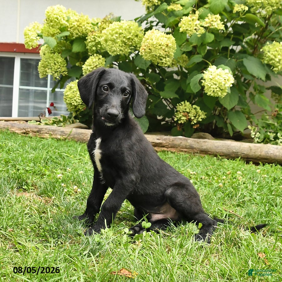 Labradoodle dogs Dodger - Ad 1