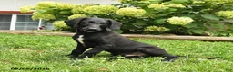 Labradoodle dogs for sale: Dodger - Ad 1