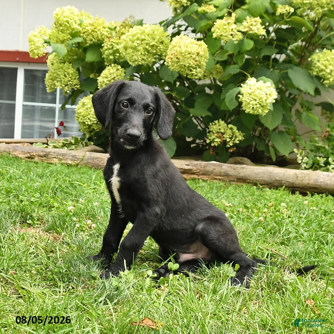 Labradoodle dogs for sale: Dodger - Ad 1