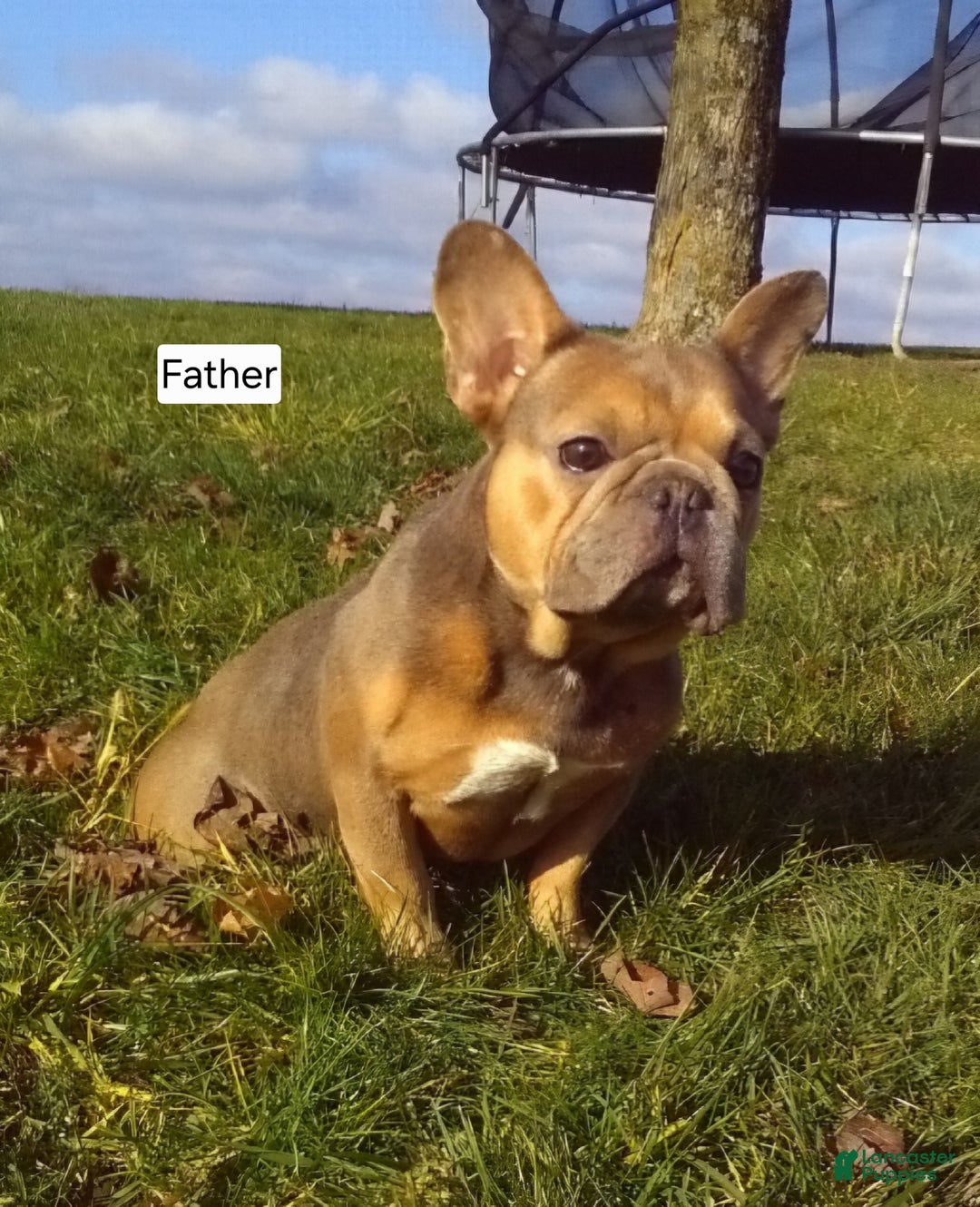 Mixed Breed dogs for sale: Beau - Ad 12