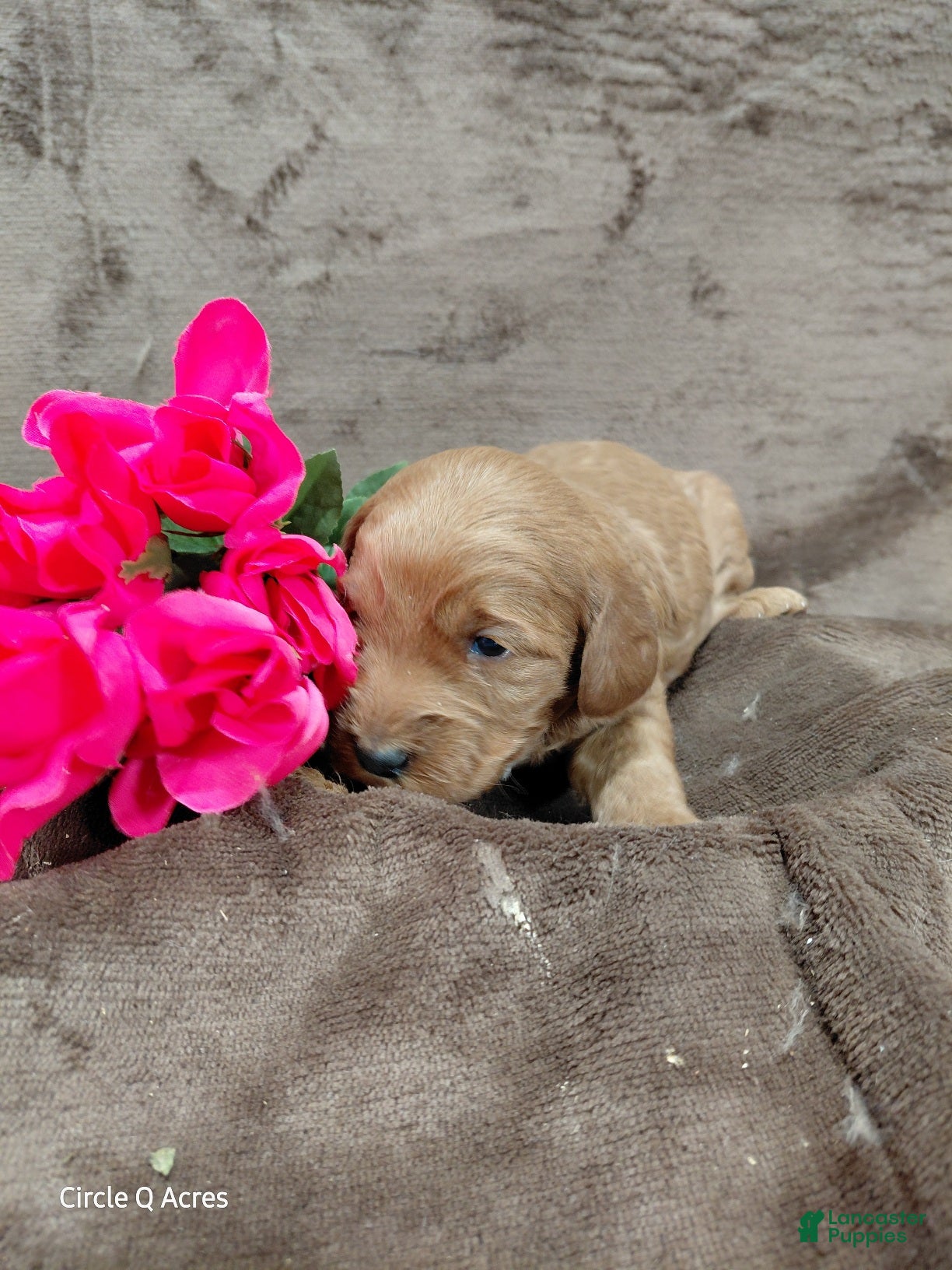 Mini Goldendoodle dogs Callie - Ad 19