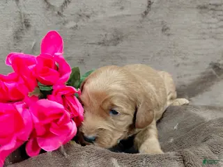 Mini Goldendoodle dogs Callie - Ad 19