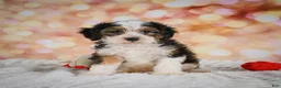 Mini Bernedoodle dogs for sale: Molly - Ad 6