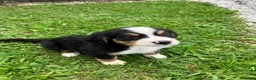 Bernese Mountain Dog dogs for sale: Akc Melissa - Ad 5