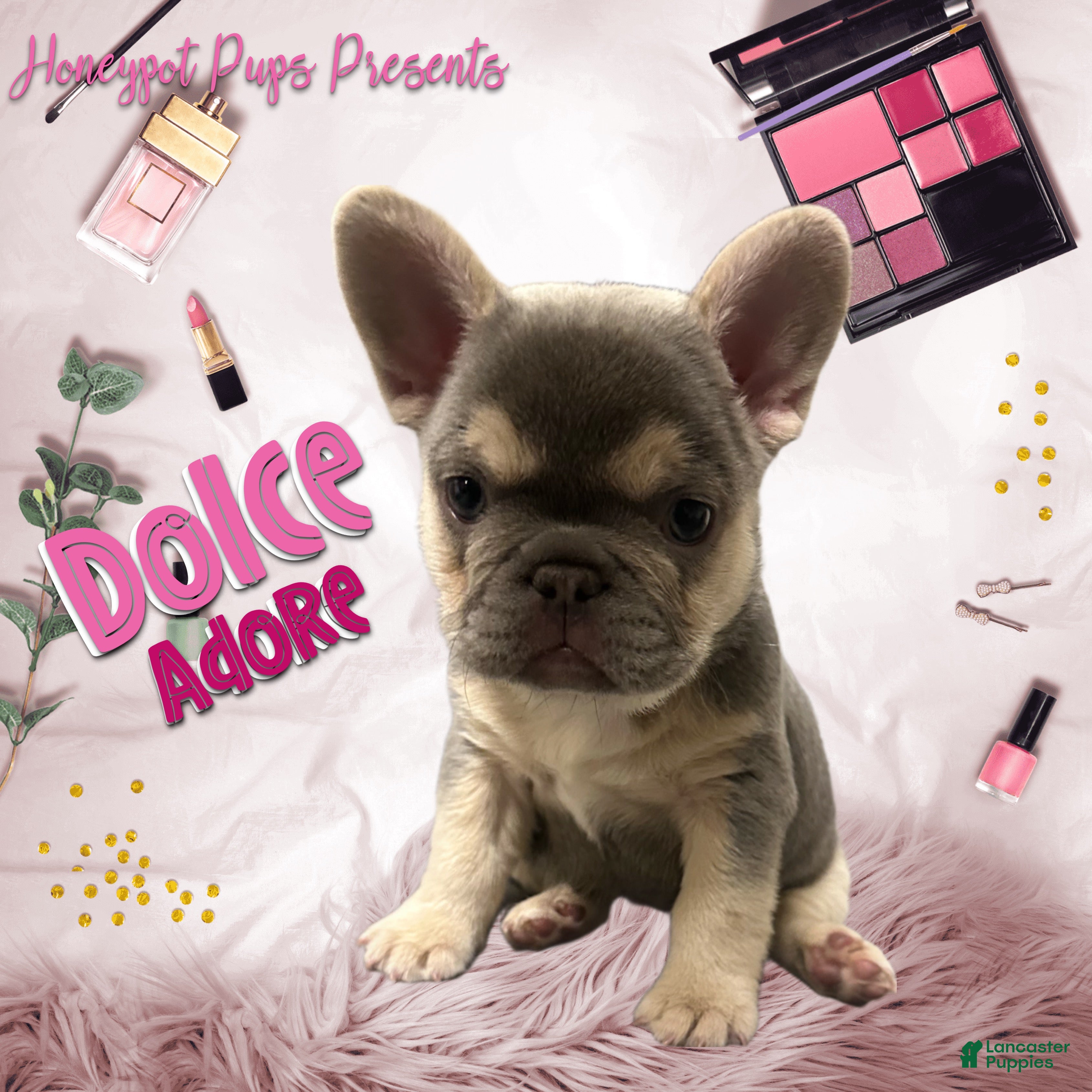 French Bulldog dogs FLUFFY AND PINK CARRIER DOLCE - Ad 2