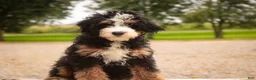 Mini Bernedoodle dogs for sale: Mooney Mini Bernedoodle  - Ad 5
