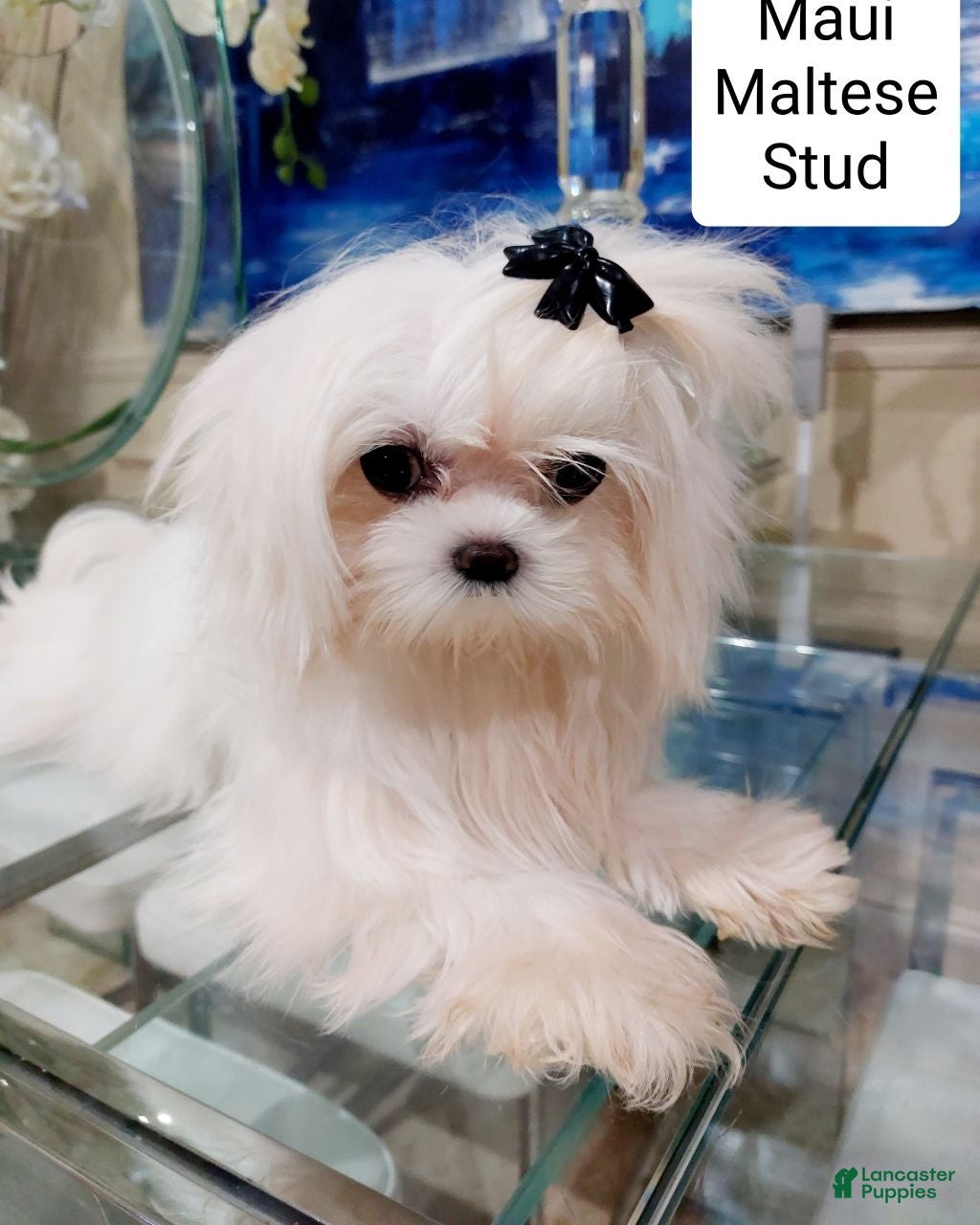 Maltese dogs Maui Stud  - Ad 1