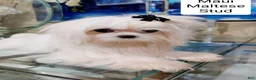 Maltese dogs for stud: Maui Stud  - Ad 1