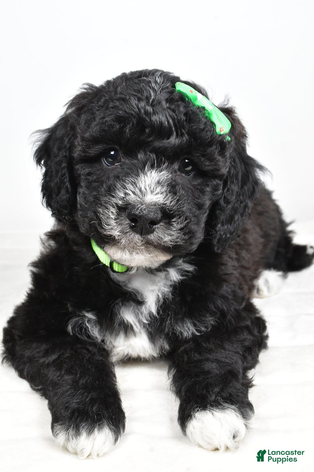 Mini Goldendoodle dogs for sale: Ace - Ad 7