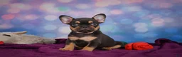 French Bulldog dogs for sale: Darla - Ad 8