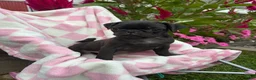 Pug dogs for sale: Millie - Ad 3
