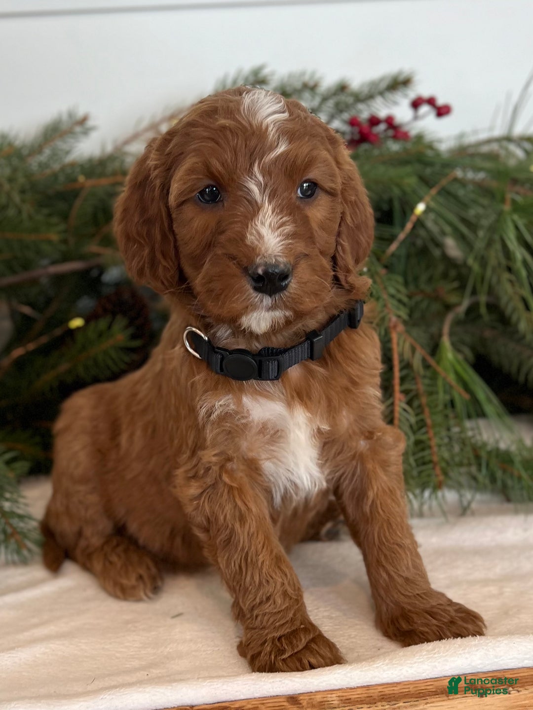 Irish Doodle dogs for sale: Holly - Ad 5