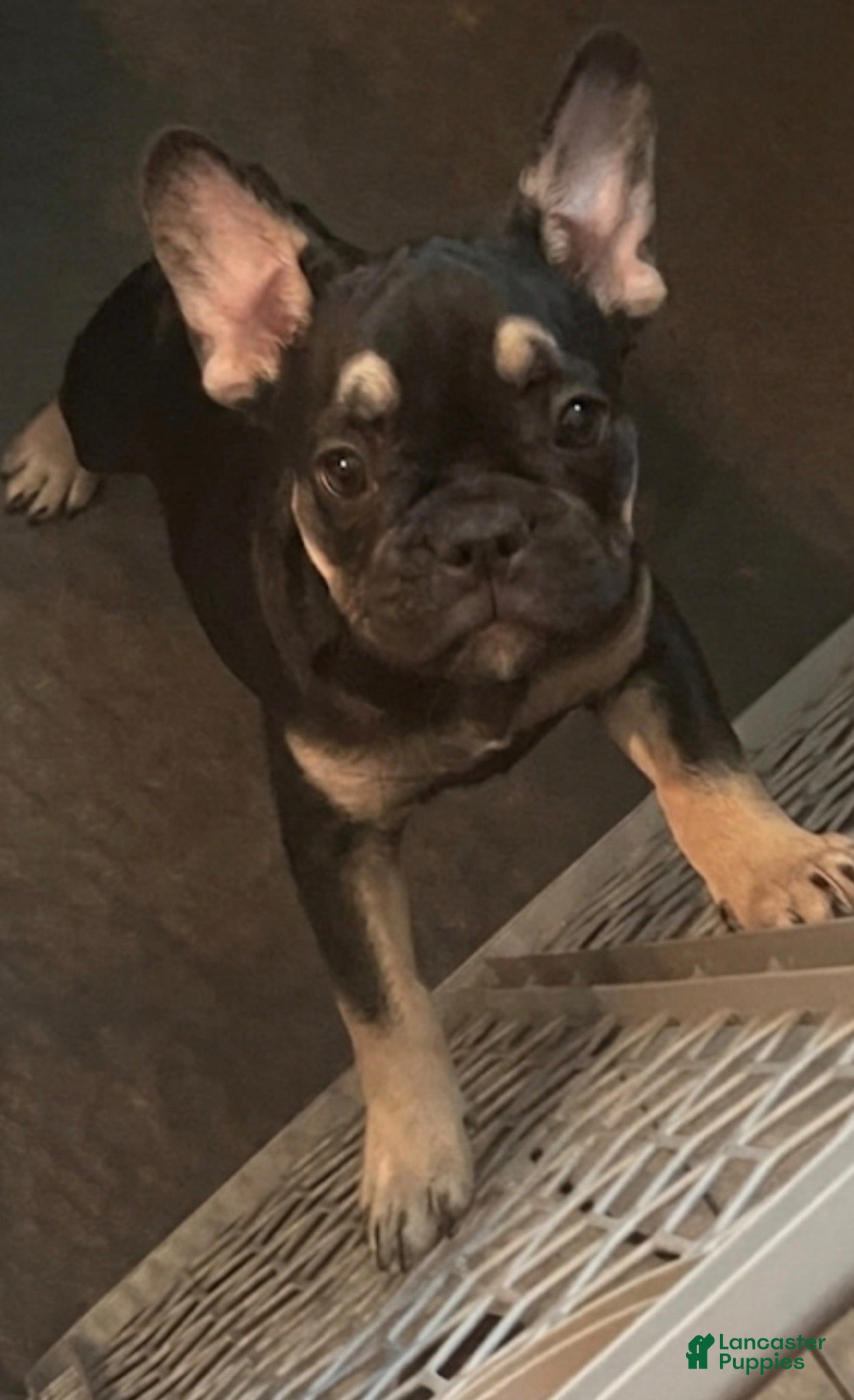 French Bulldog dogs French Bulldog 1 - Ad 15
