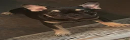 French Bulldog dogs for sale: French Bulldog 1 - Ad 1