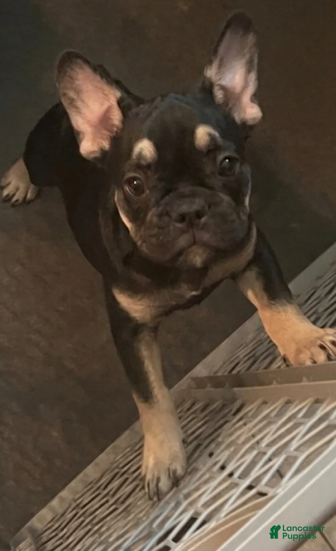 French Bulldog dogs for sale: French Bulldog 1 - Ad 1