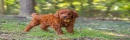 Goldendoodle dogs for sale: Max - Ad 3