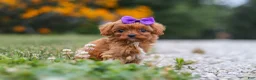 Cavapoo dogs for sale: Lilac - Ad 6