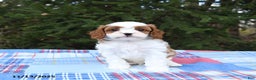 Cavapoo dogs for sale: Finley - Ad 2