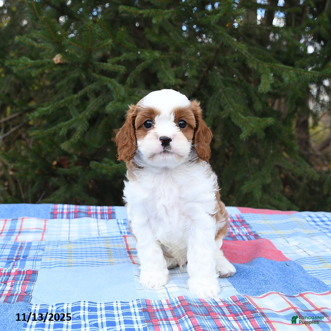 Cavapoo dogs for sale: Finley - Ad 2