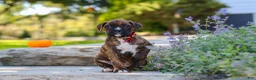 Boxer dogs for sale: Theo - Ad 7