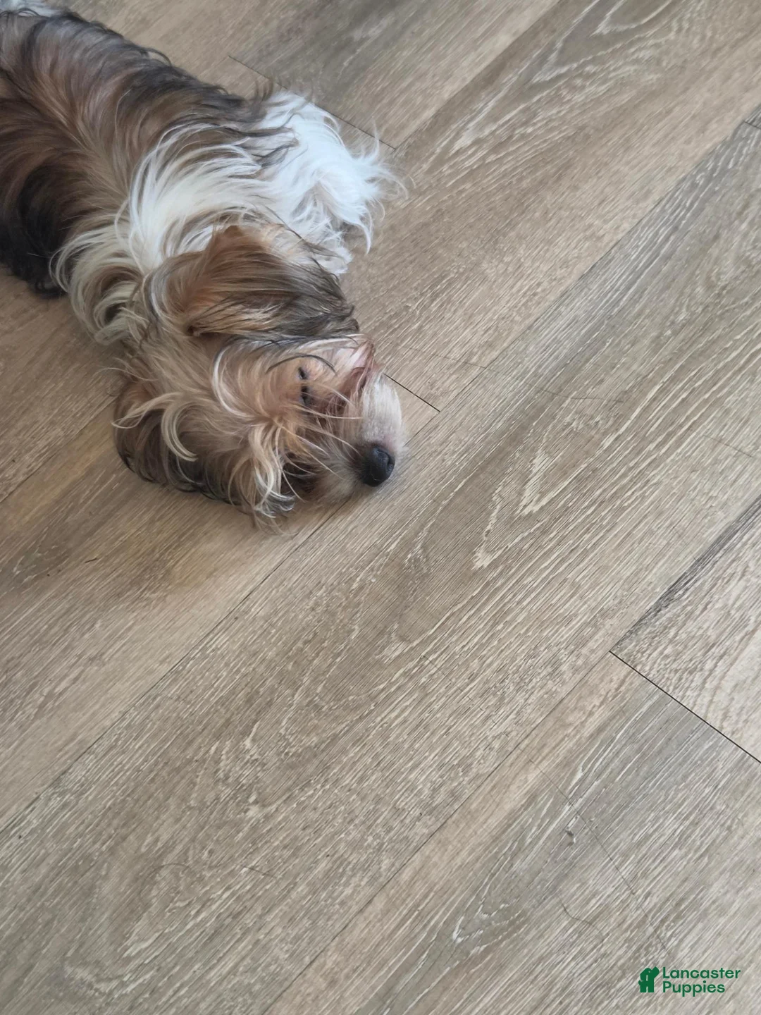 Yorkshire Terrier dogs for sale: Yorkshire Terrier 2 - Ad 11