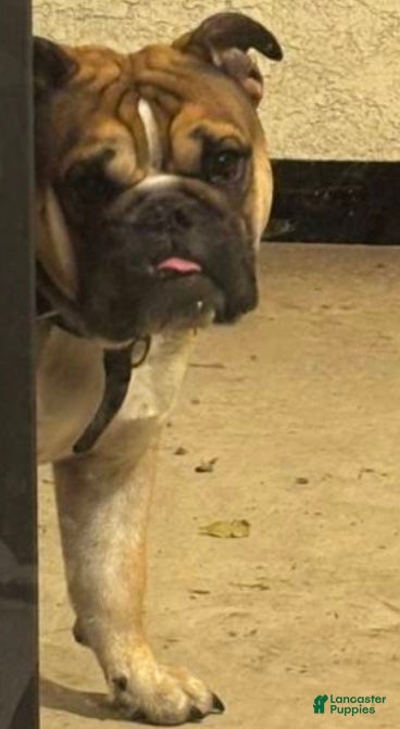 English Bulldog dogs English Bulldog Puppy 1 - Ad 2