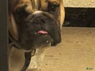 English Bulldog dogs English Bulldog Puppy 1 - Ad 4