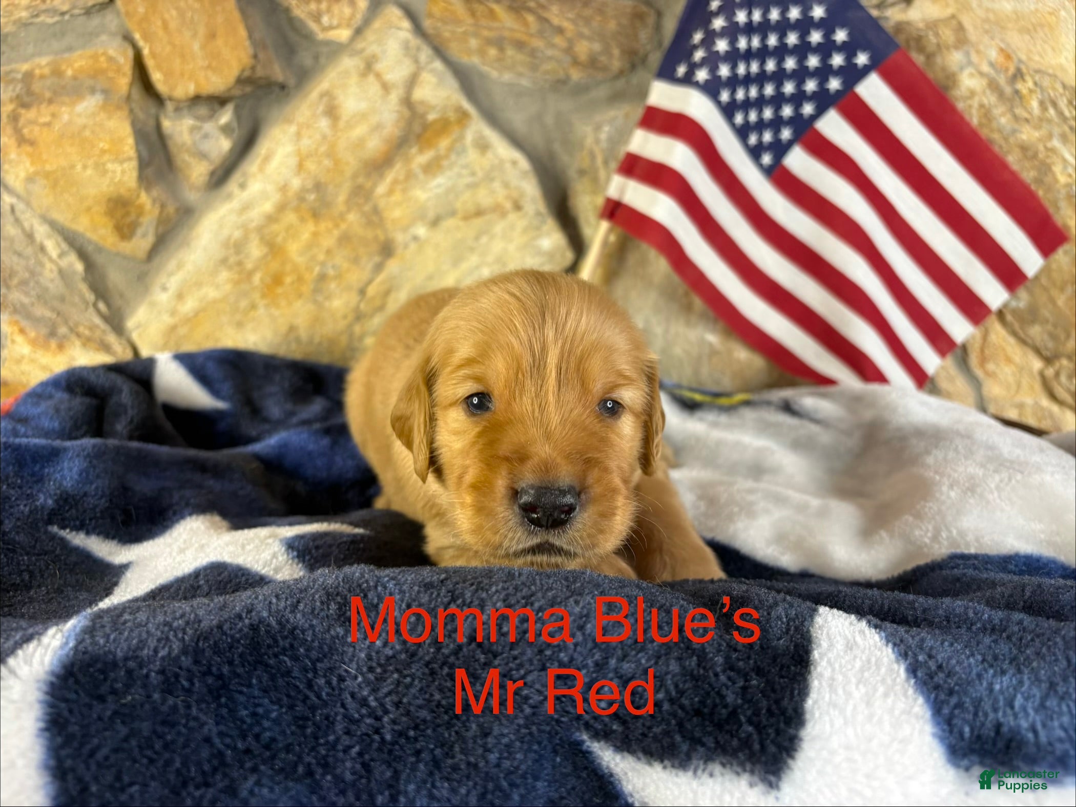 Golden Retriever dogs Mr Red - Ad 39