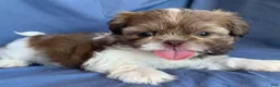 Shih Tzu dogs for sale: Molly - Ad 7