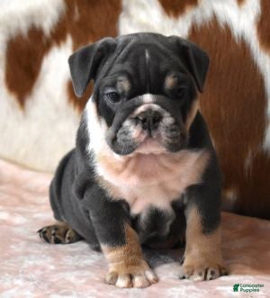 English Bulldog dogs ALICA, BLUE AND WHITE FEMALE - Ad 33