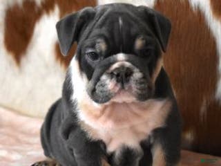 English Bulldog dogs ALICA, BLUE AND WHITE FEMALE - Ad 9