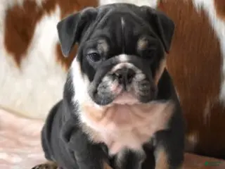 English Bulldog dogs ALICA, BLUE AND WHITE FEMALE - Ad 13