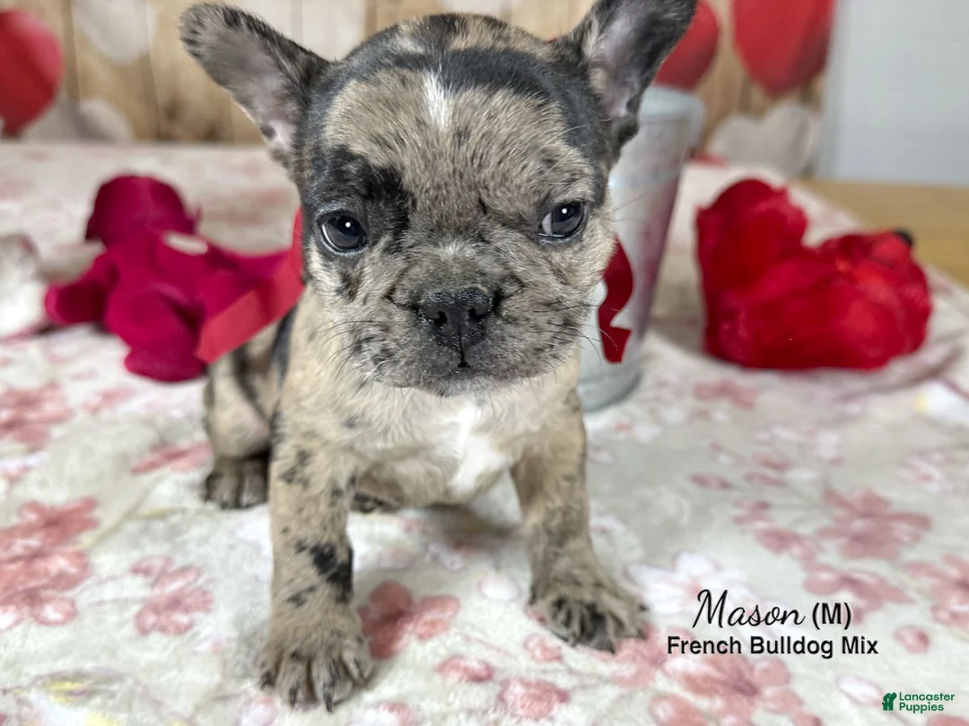 Mixed Breed dogs for sale: Mason - Ad 3