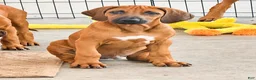 Rhodesian Ridgeback dogs for sale: Rhodesian Ridgeback Mr Royal Blue - Ad 4