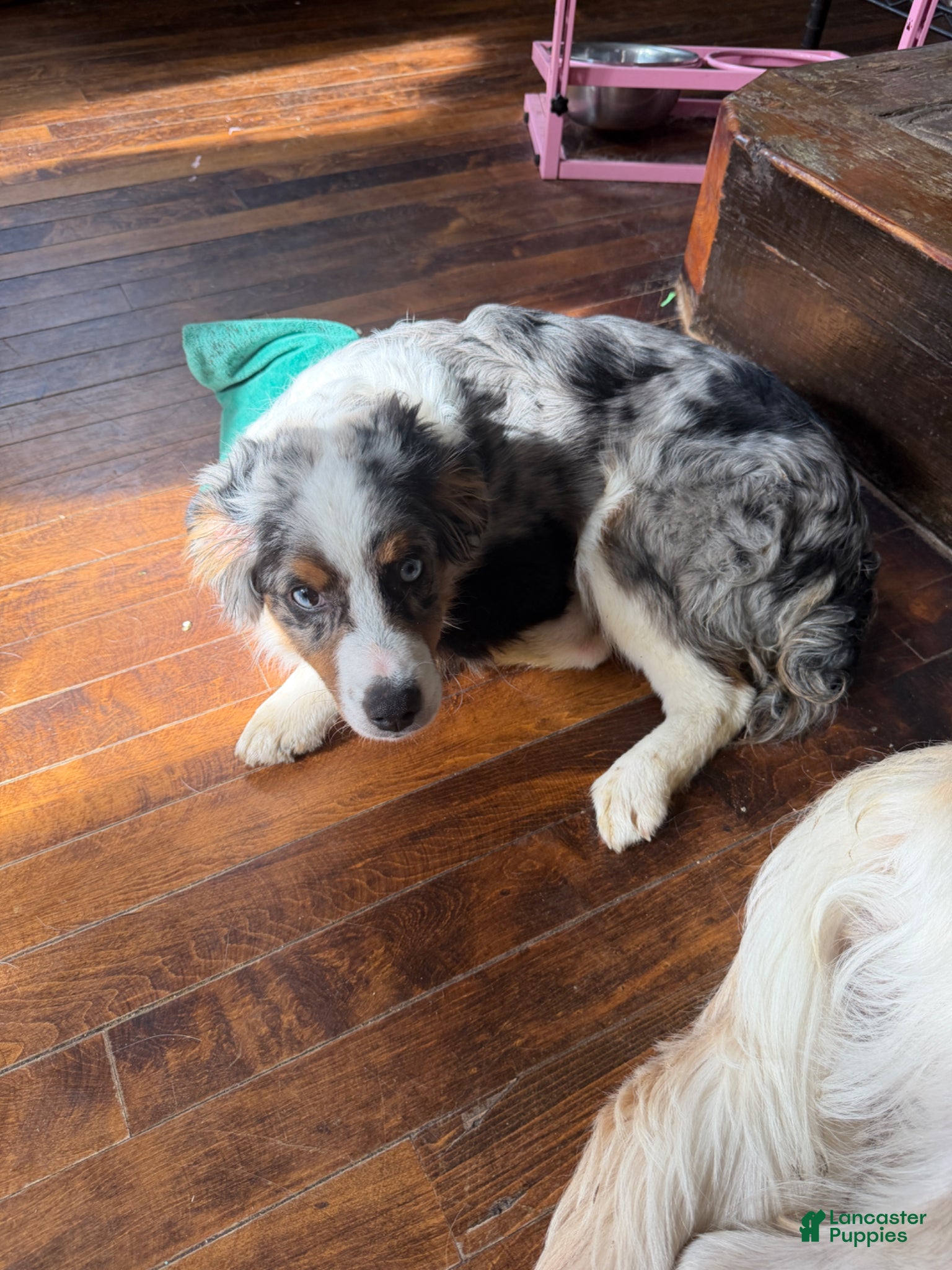 Miniature Australian Shepherd dogs Miniature Australian Shepherd Puppy 1 - Ad 33